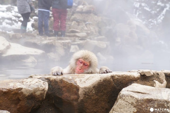snowmonkey