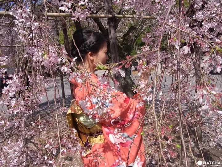 【京都】搭上粉红色的100号洛巴士，开启赏樱之旅吧！