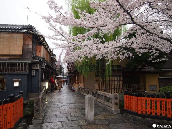【京都】搭上粉紅色的100號洛巴士,開啟賞櫻之旅吧!