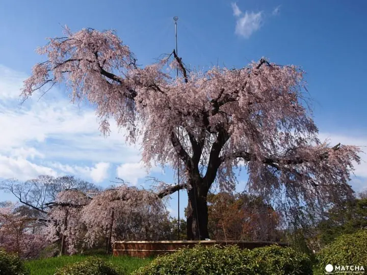 【京都】搭上粉红色的100号洛巴士，开启赏樱之旅吧！