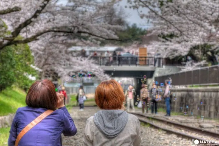 【京都】搭上粉红色的100号洛巴士，开启赏樱之旅吧！