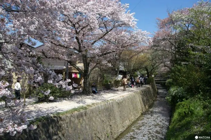 【京都】搭上粉红色的100号洛巴士，开启赏樱之旅吧！