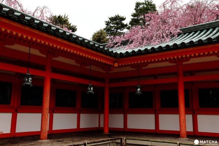 【京都】搭上粉紅色的100號洛巴士,開啟賞櫻之旅吧!