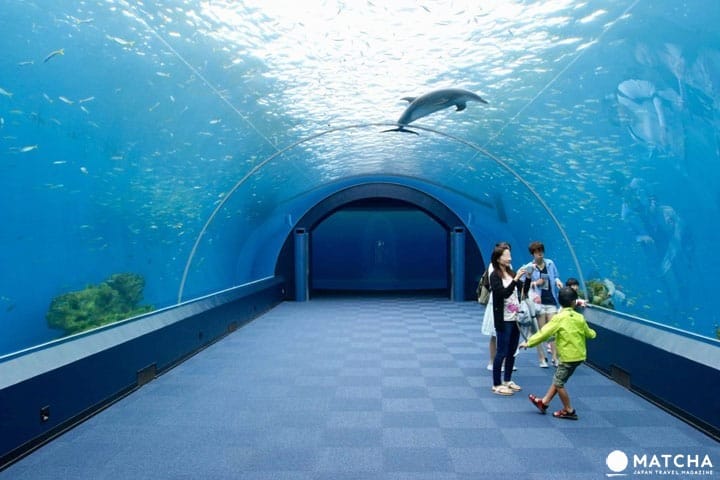 八景岛, 横滨水族馆