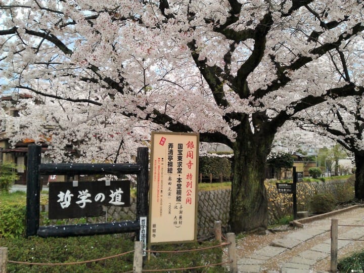 【京都】搭上粉紅色的100號洛巴士,開啟賞櫻之旅吧!
