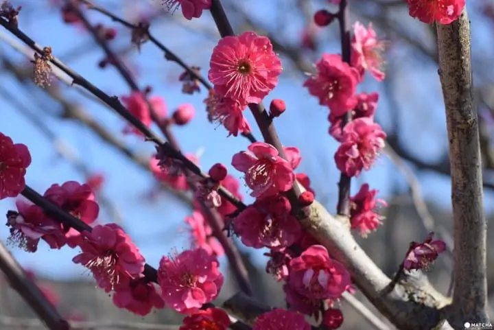 ถ้าถึงฤดูใบไม้ผลิก็ต้องควรมาซักครั้ง ที่เทศกาลชมดอกบ๊วยเมืองโอดาวาระ