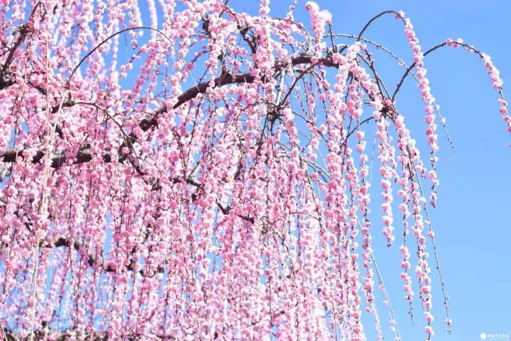 ถ้าถึงฤดูใบไม้ผลิก็ต้องควรมาซักครั้ง ที่เทศกาลชมดอกบ๊วยเมืองโอดาวาระ