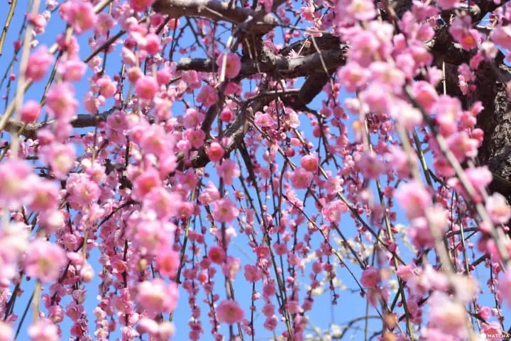 ถ้าถึงฤดูใบไม้ผลิก็ต้องควรมาซักครั้ง ที่เทศกาลชมดอกบ๊วยเมืองโอดาวาระ