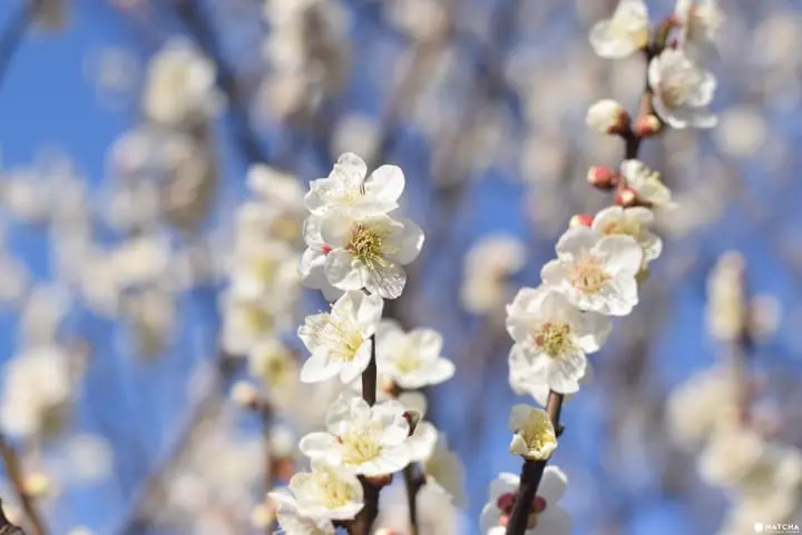 ถ้าถึงฤดูใบไม้ผลิก็ต้องควรมาซักครั้ง ที่เทศกาลชมดอกบ๊วยเมืองโอดาวาระ