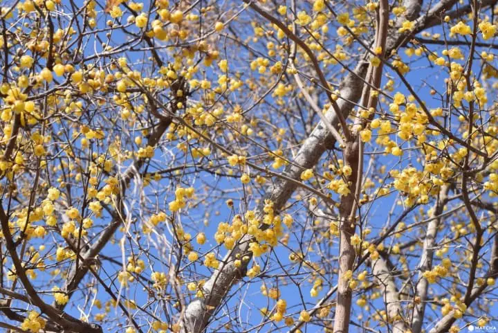 ถ้าถึงฤดูใบไม้ผลิก็ต้องควรมาซักครั้ง ที่เทศกาลชมดอกบ๊วยเมืองโอดาวาระ