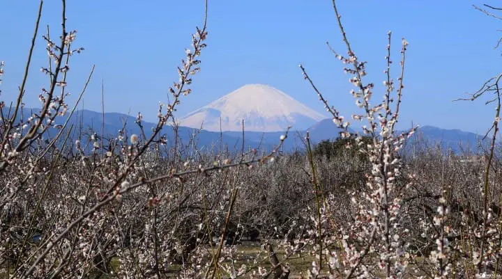 ถ้าถึงฤดูใบไม้ผลิก็ต้องควรมาซักครั้ง ที่เทศกาลชมดอกบ๊วยเมืองโอดาวาระ