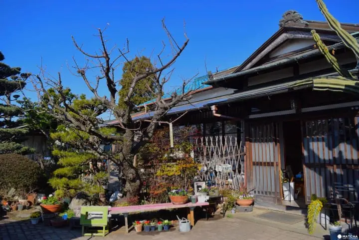 Odawara Plum Festival: The Festival We Want You To Visit Once It's Spring