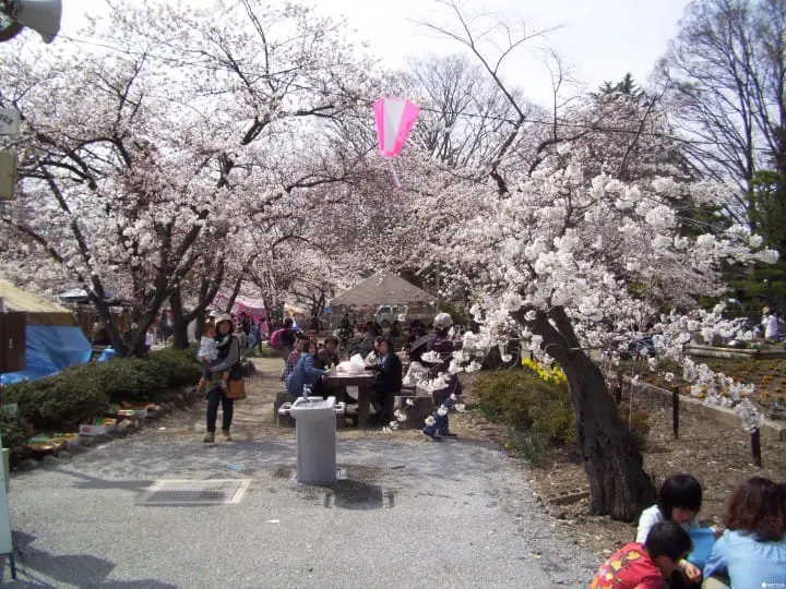 上田城跡公園千本櫻祭