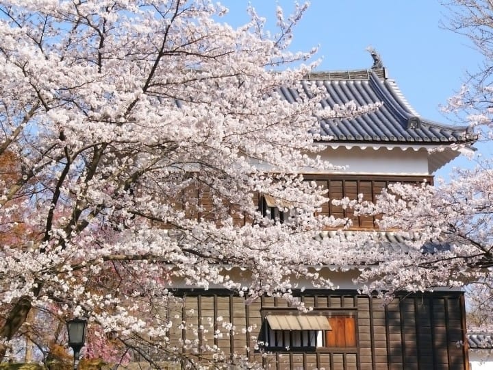 上田城跡公園千本櫻祭