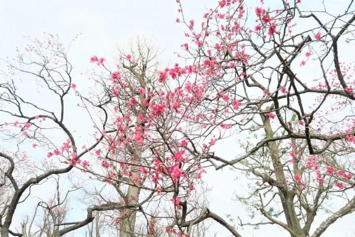 【下書き】東京都内随一の梅の名所「羽根木公園」で風情ある梅を堪能