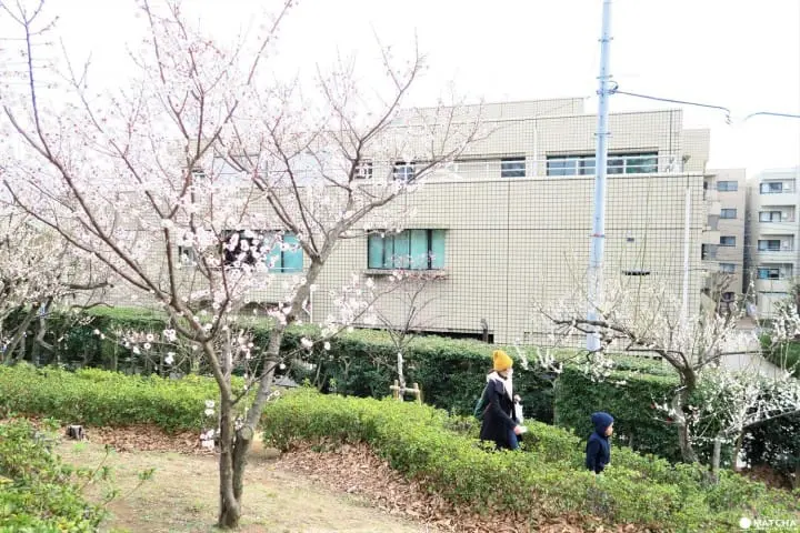 【下書き】東京都内随一の梅の名所「羽根木公園」で風情ある梅を堪能