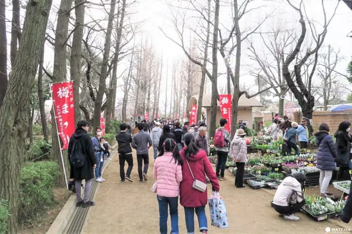 【下書き】東京都内随一の梅の名所「羽根木公園」で風情ある梅を堪能