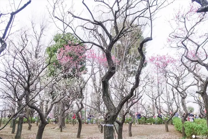 【下書き】東京都内随一の梅の名所「羽根木公園」で風情ある梅を堪能
