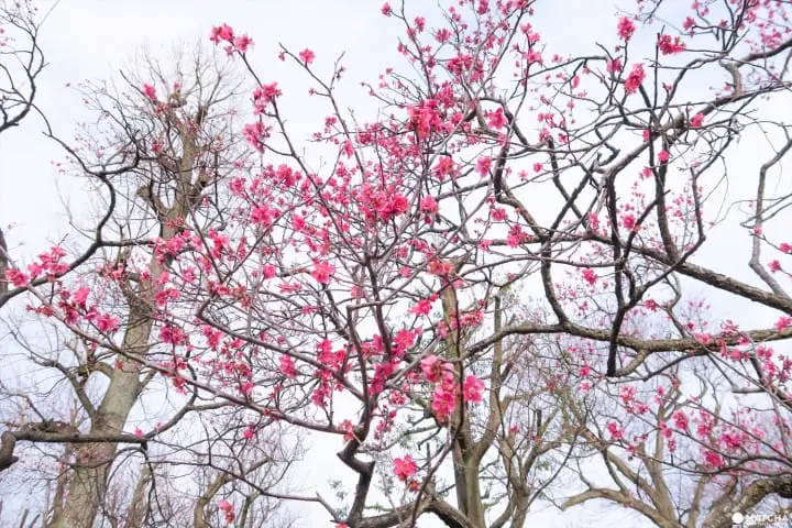 【下書き】東京都内随一の梅の名所「羽根木公園」で風情ある梅を堪能
