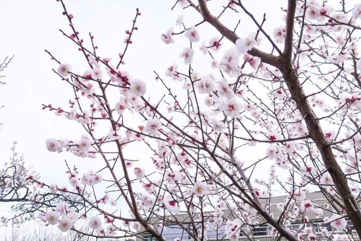 【下書き】東京都内随一の梅の名所「羽根木公園」で風情ある梅を堪能