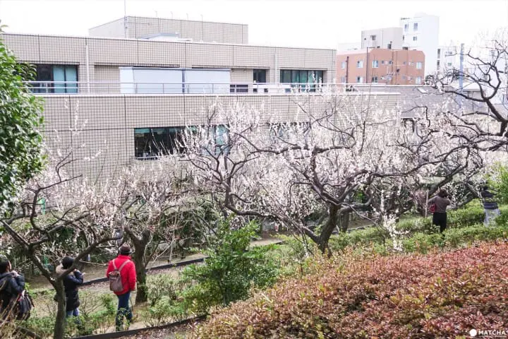 【下書き】東京都内随一の梅の名所「羽根木公園」で風情ある梅を堪能