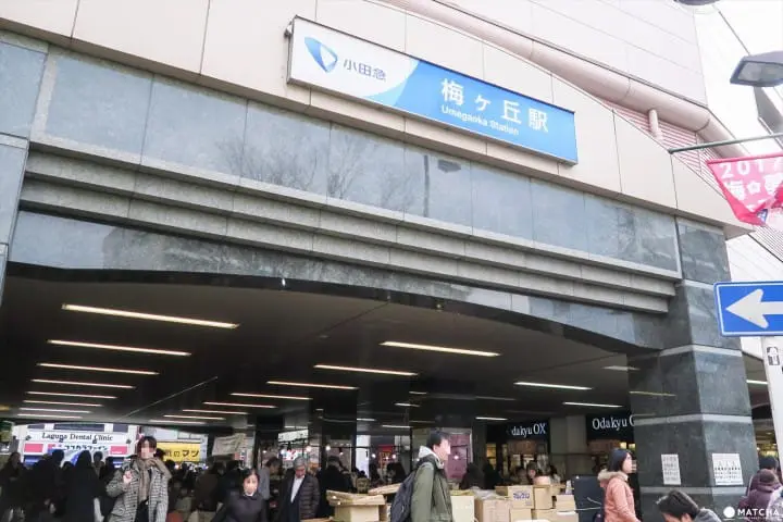 【下書き】東京都内随一の梅の名所「羽根木公園」で風情ある梅を堪能