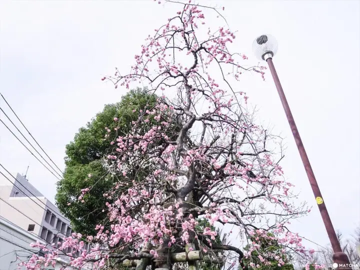 【下書き】東京都内随一の梅の名所「羽根木公園」で風情ある梅を堪能