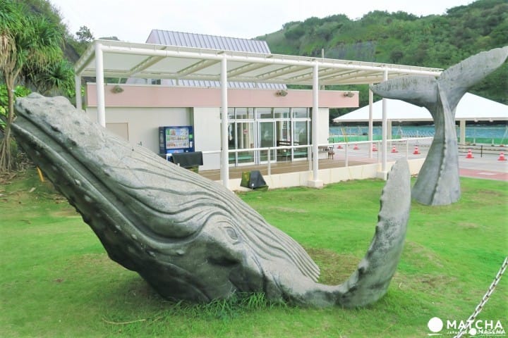 เกาะฮะฮะจิมะ หมู่เกาะโอกาซาวาระ และวิธีเดินทางจากโตเกียว (Hahajima)