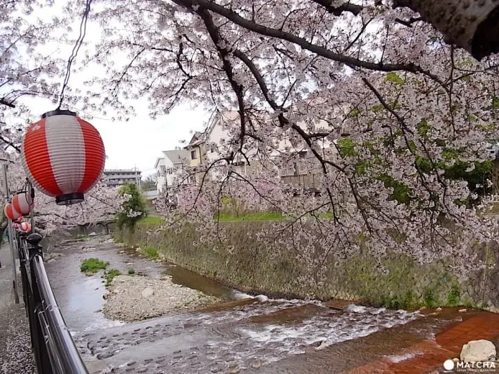 【神戶有馬】賞櫻泡湯一次滿足的療癒之旅