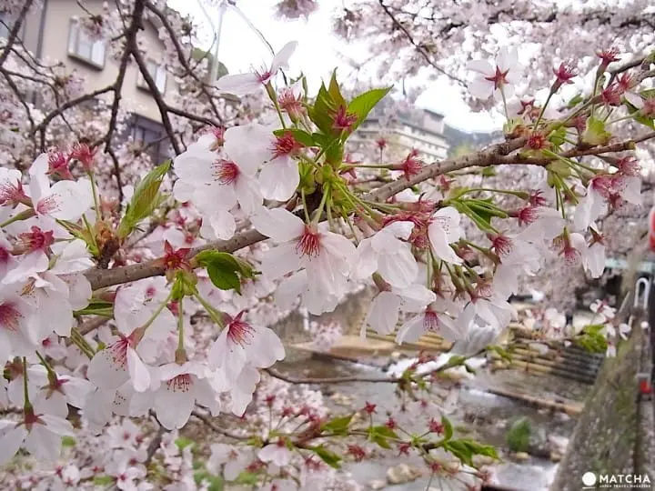 【神戶有馬】賞櫻泡湯一次滿足的療癒之旅