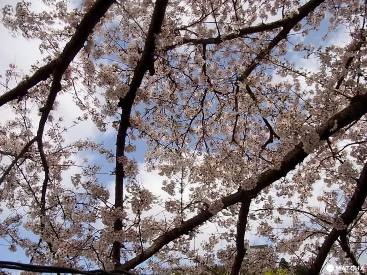 【神戶有馬】賞櫻泡湯一次滿足的療癒之旅