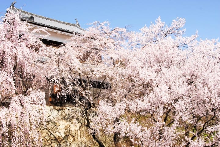 【長野】「上田城」與真田丸一同賞櫻,紅色六文錢的千本櫻祭典