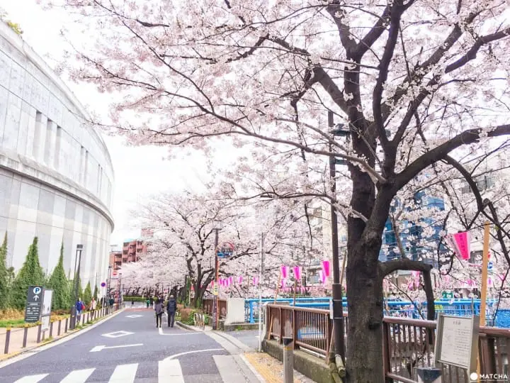 Meguro River Cherry Blossoms