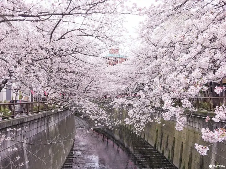 Meguro River Cherry Blossoms