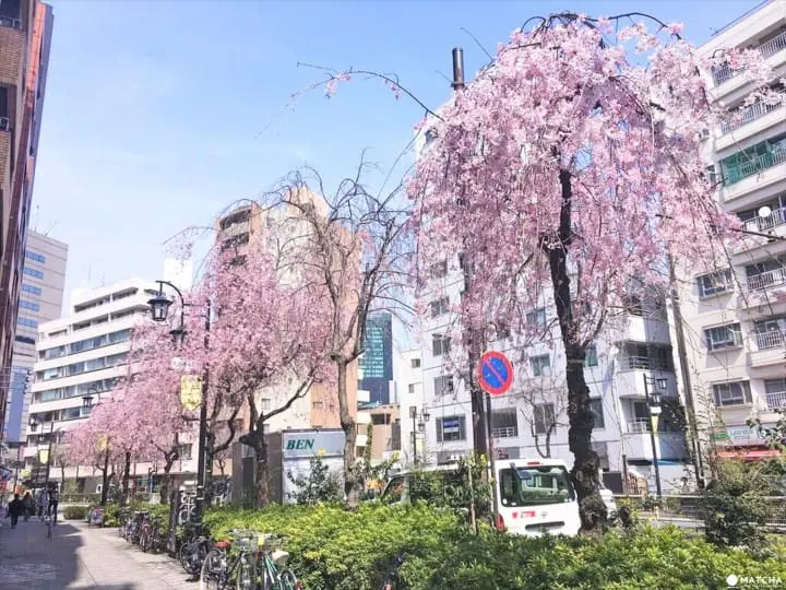 Shibuya Cherry Blossoms