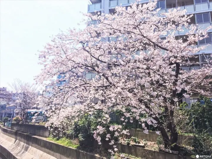 Shibuya Cherry Blossoms