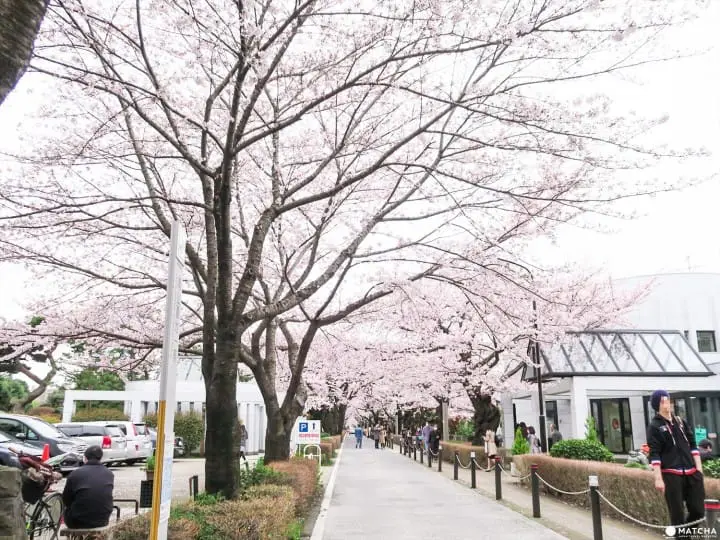 Aoyama Cherry Blossoms