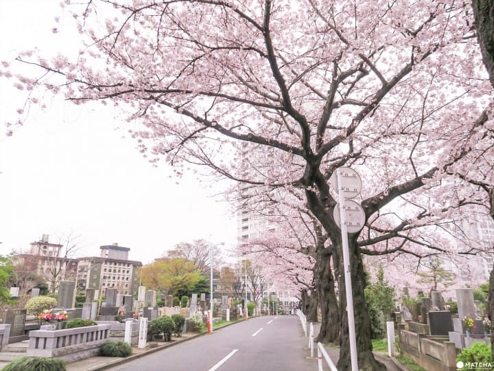 Aoyama Cherry Blossoms
