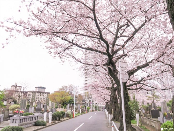 【下書き】東京都心のあまり混んでいない穴場な桜スポット5選