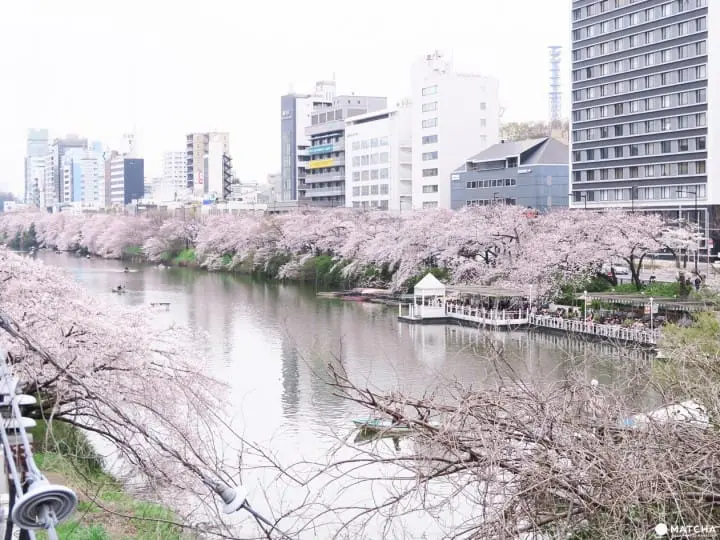 Kanda River Cherry Blossoms