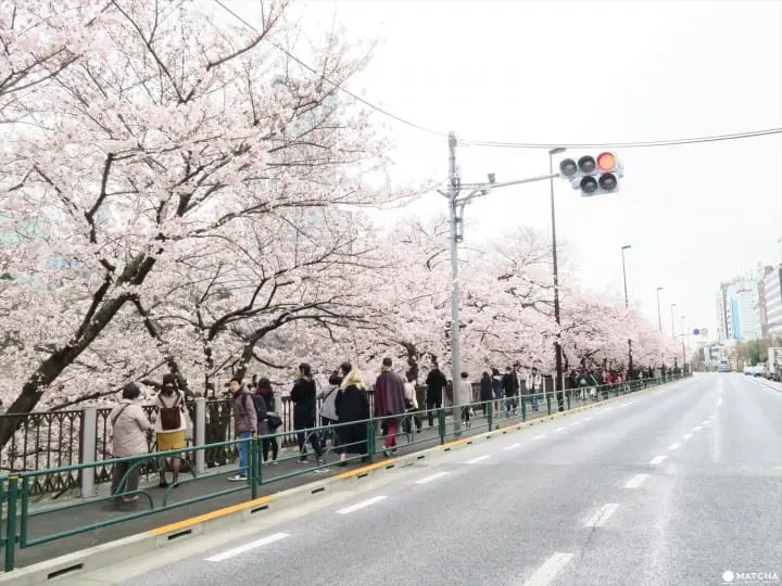 Kanda River Cherry Blossoms