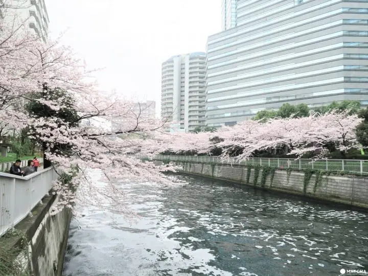 Tokyo Cherry Blossoms