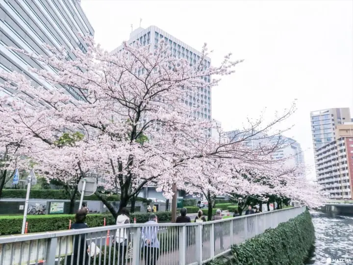 Tokyo Cherry Blossoms