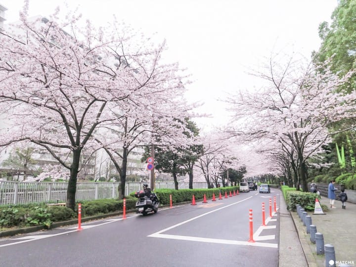 【下書き】東京都心のあまり混んでいない穴場な桜スポット5選