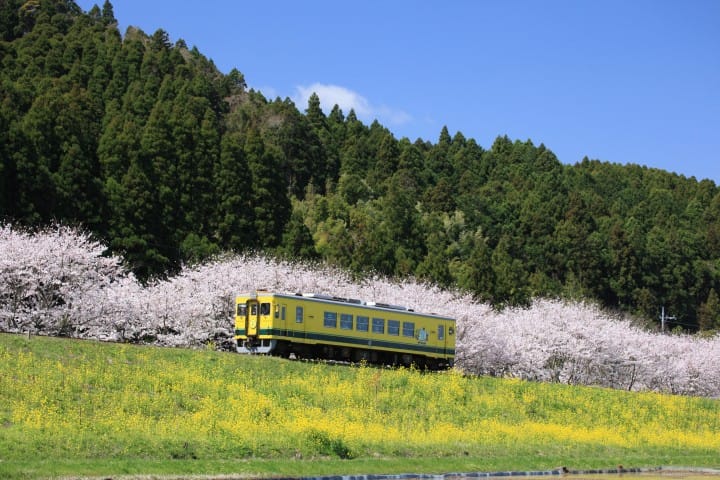 夷隅鐵道春天