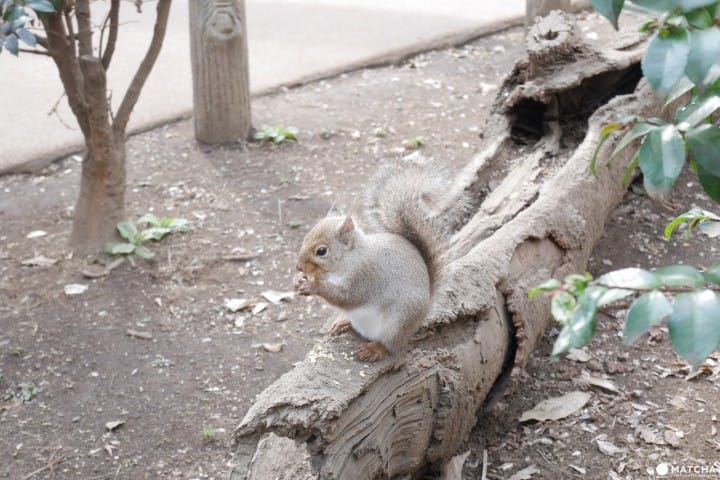 Inokashira Park Zoo