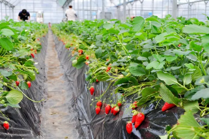 『东京近郊』深藏不露的千叶美食，内行人的口袋名单大揭密！