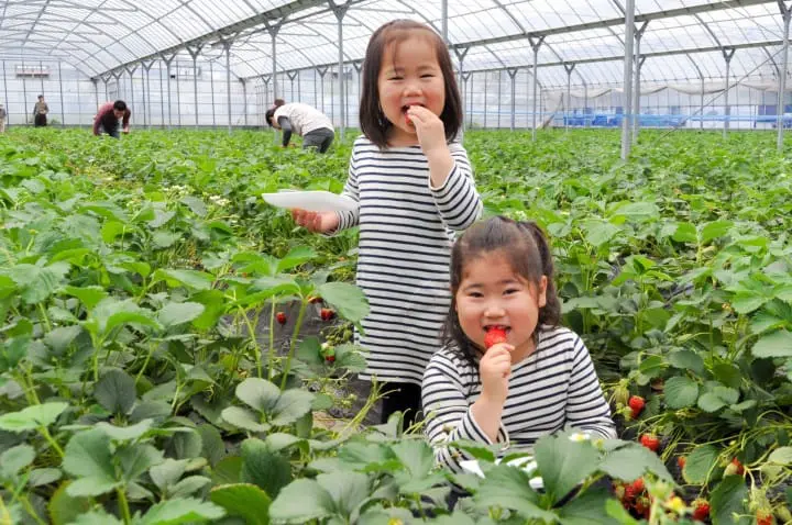 『东京近郊』深藏不露的千叶美食，内行人的口袋名单大揭密！