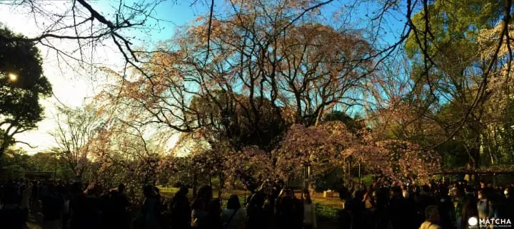 六義園枝垂櫻全景