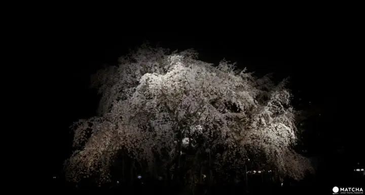 六義園─氣勢磅薄的枝垂櫻